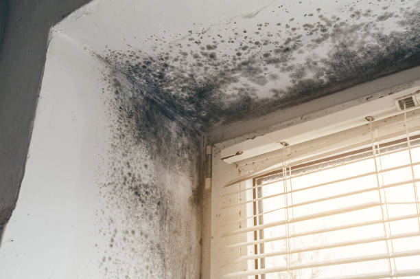 Affordable Attic Mold Remediation solutions in Belmont, PA